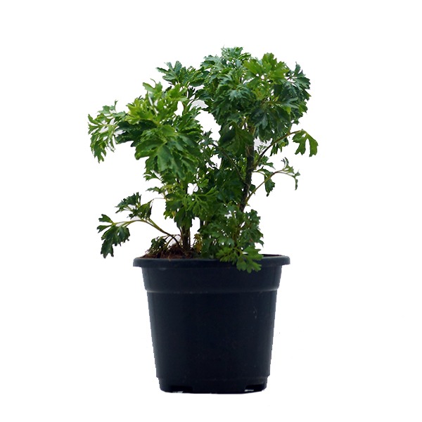 Plants/Aralia_green.jpeg