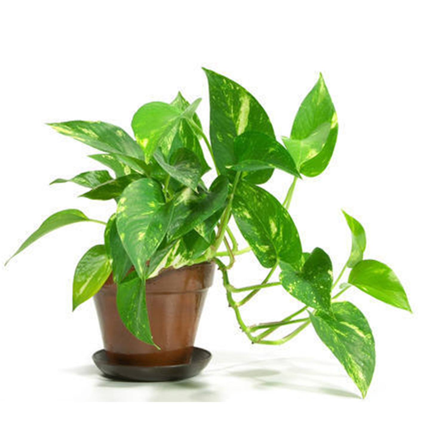 Plants/Money_plant.jpg