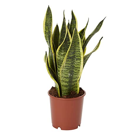 Plants/Snake_plant.jpg