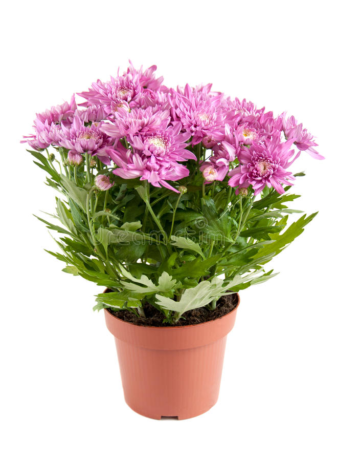 Plants/chrysanthemum.jpg