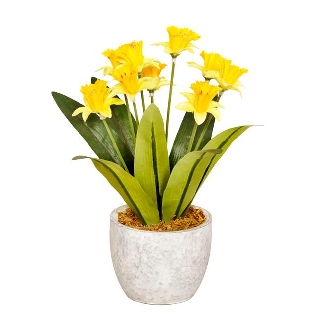 Plants/daffodil.jpg