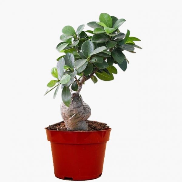 Plants/fiscus_iceland.jpg