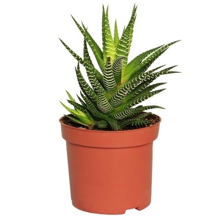 Plants/haworthia.jpg