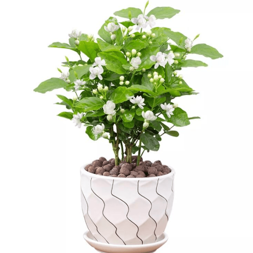 Plants/jasmine.png