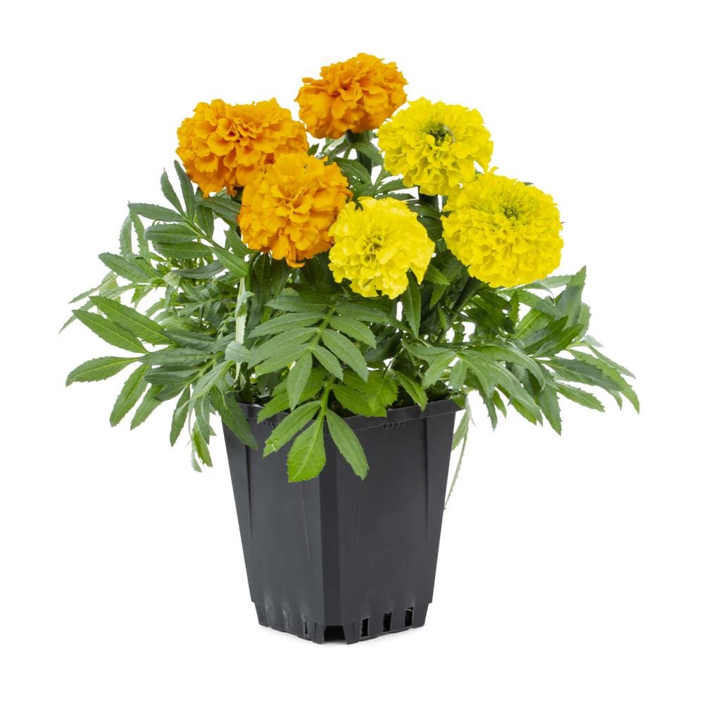 Plants/marigold.jpg