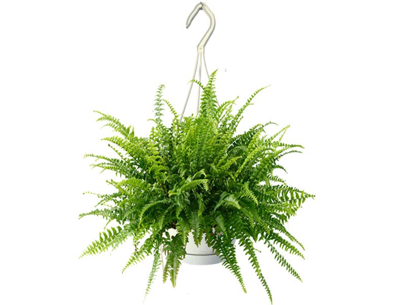 Plants/nephrolepis.jpg