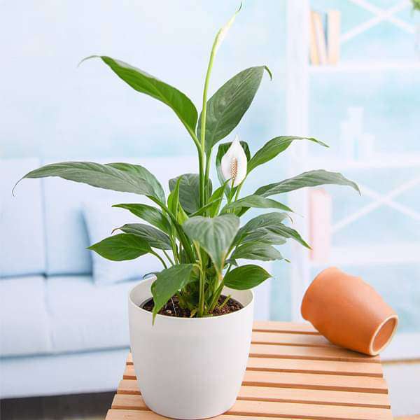 Plants/peace_lily.jpg