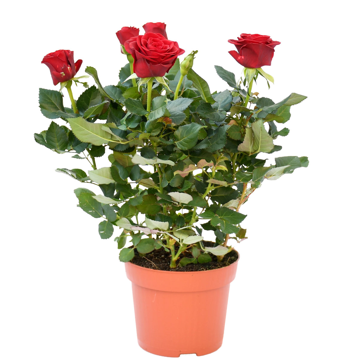 Plants/red_rose.jpg