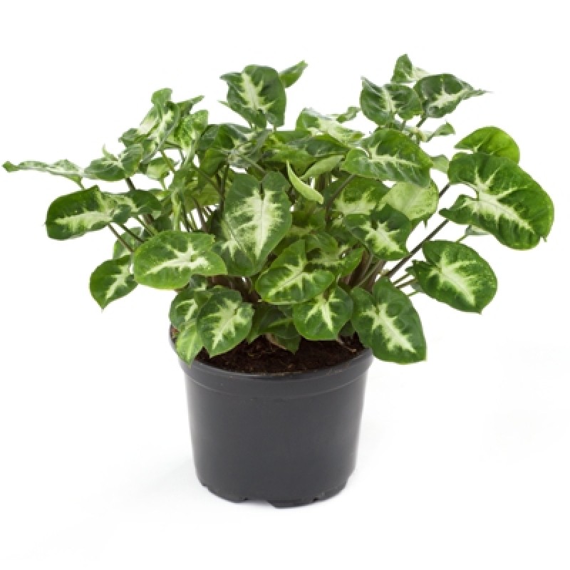 Plants/syngonium.jpg