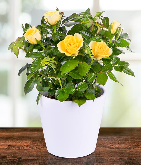 Plants/yellow_rose.jpg